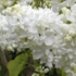 serik-obecny-miss-ellen-willmott.png
