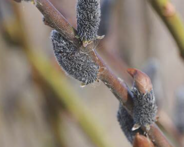 Vrba štíhlopestíková 'Black Cats' - Salix gracilistyla 'Black Cats'