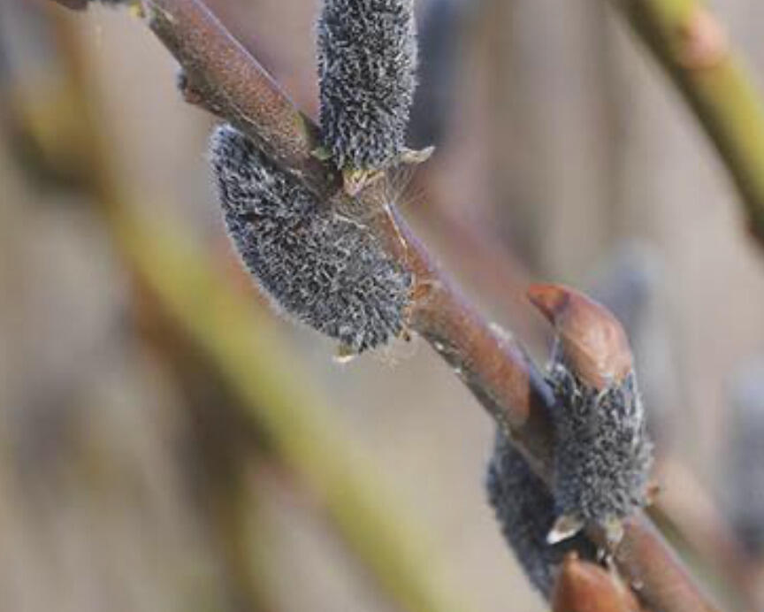 Vrba štíhlopestíková 'Black Cats' - Salix gracilistyla 'Black Cats'
