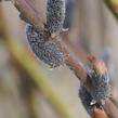 Vrba štíhlopestíková 'Black Cats' - Salix gracilistyla 'Black Cats'