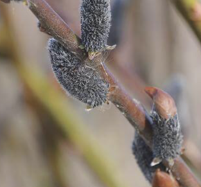 Vrba štíhlopestíková 'Black Cats' - Salix gracilistyla 'Black Cats'