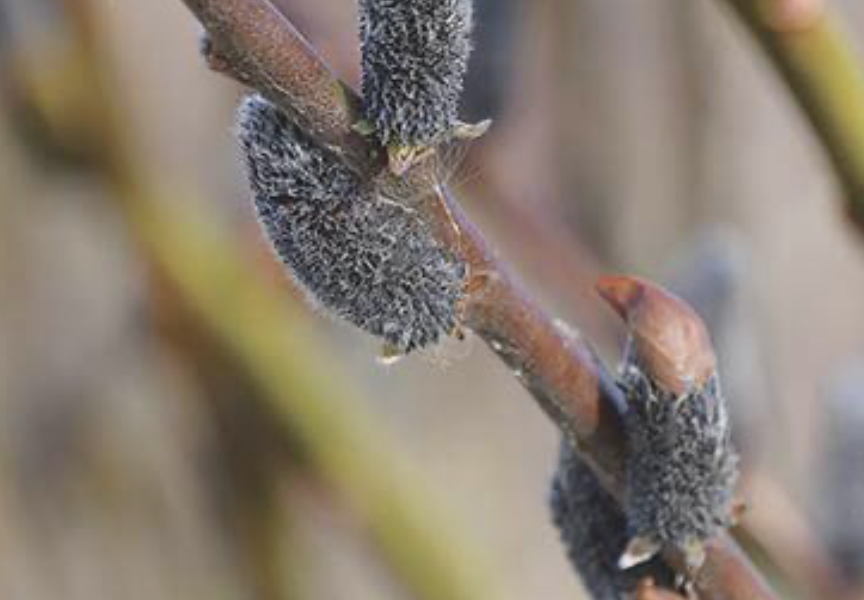 Vrba štíhlopestíkatá 'Black Cats' - Salix gracilistyla 'Black Cats'