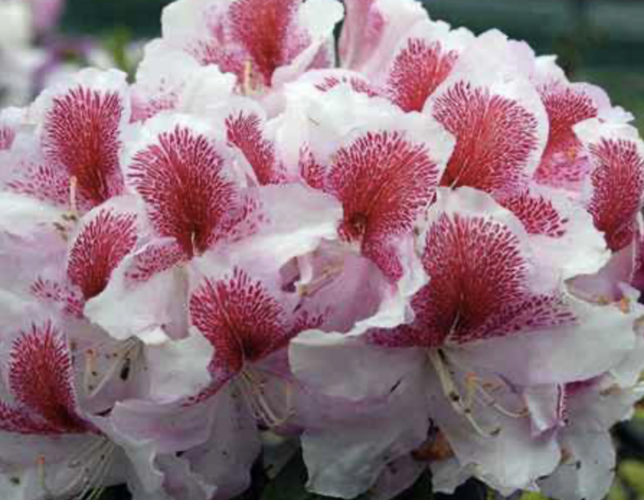Pěnišník 'Belami' - Rhododendron 'Belami'