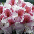 Pěnišník 'Belami' - Rhododendron 'Belami'
