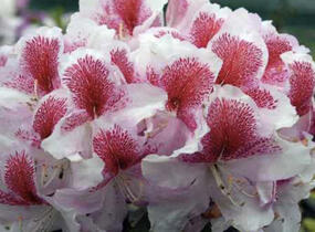 Pěnišník 'Belami' - Rhododendron 'Belami'