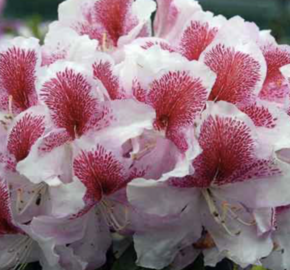 Pěnišník 'Belami' - Rhododendron 'Belami'
