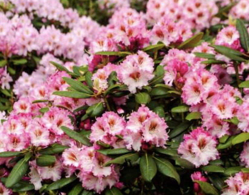 Pěnišník 'Bohlken's Kronjuwel' - Rhododendron 'Bohlken's Kronjuwel'