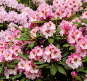 Pěnišník 'Bohlken's Kronjuwel' - Rhododendron 'Bohlken's Kronjuwel'