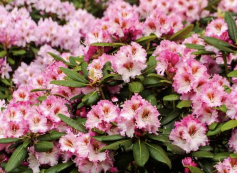 Pěnišník 'Bohlken's Kronjuwel' - Rhododendron 'Bohlken's Kronjuwel'