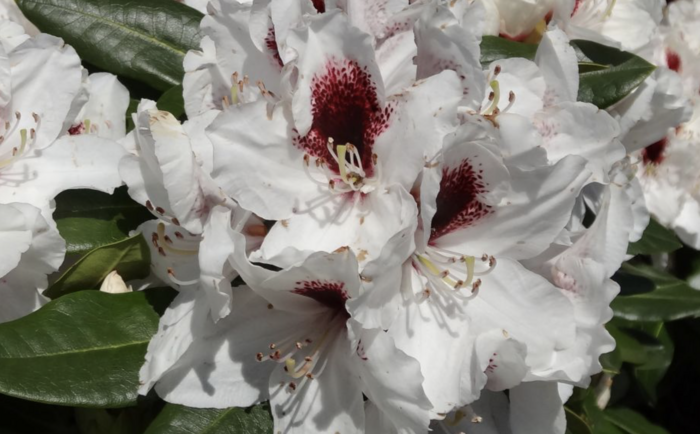 Pěnišník 'Hachmann's Picobello' - Rhododendron 'Hachmann's Picobello'