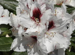 Pěnišník 'Hachmann's Picobello' - Rhododendron 'Hachmann's Picobello'