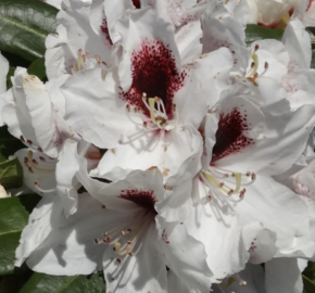 Pěnišník 'Hachmann's Picobello' - Rhododendron 'Hachmann's Picobello'