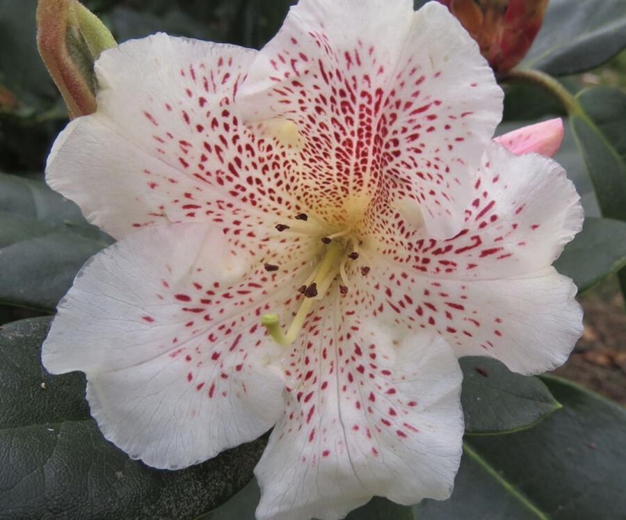 Pěnišník 'Double Dots' - Rhododendron 'Double Dots'