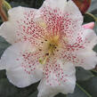 Pěnišník 'Double Dots' - Rhododendron 'Double Dots'