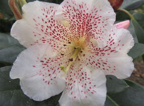 Pěnišník 'Double Dots' - Rhododendron 'Double Dots'