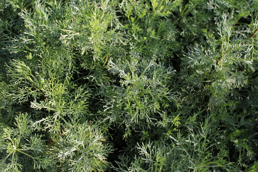 Bylinkový záhon Bylinková zahrádka - Bylinková zahrádka