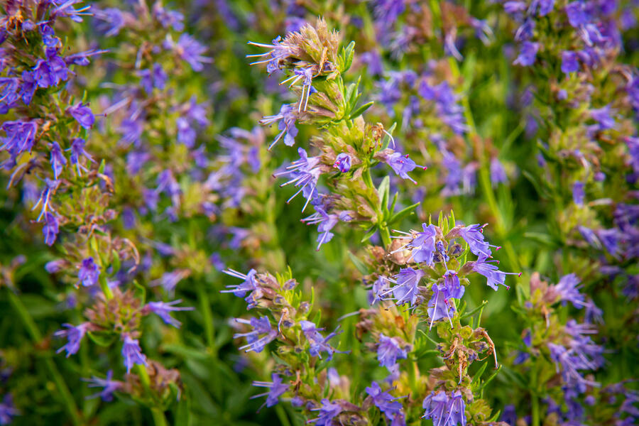 Bylinkový záhon Bylinková zahrádka - Bylinková zahrádka