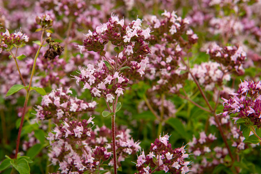 Bylinkový záhon Bylinková zahrádka - Bylinková zahrádka