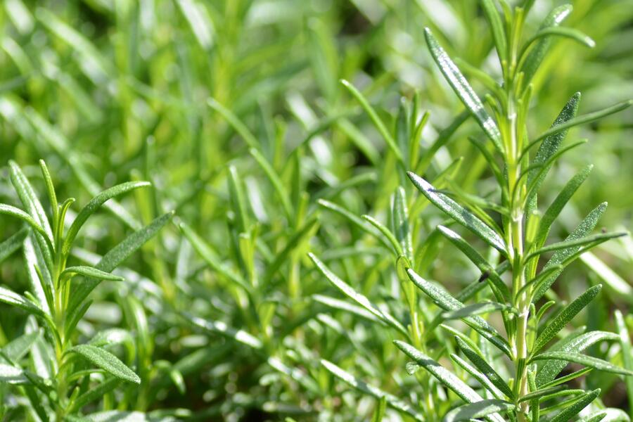 Bylinkový záhon Bylinková zahrádka - Bylinková zahrádka