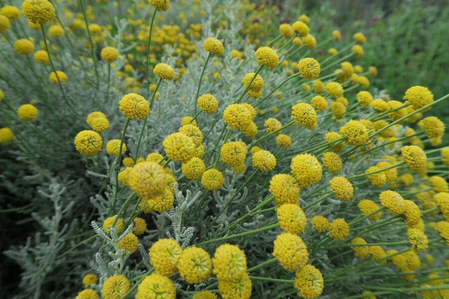 Bylinkový záhon Bylinková zahrádka - Bylinková zahrádka