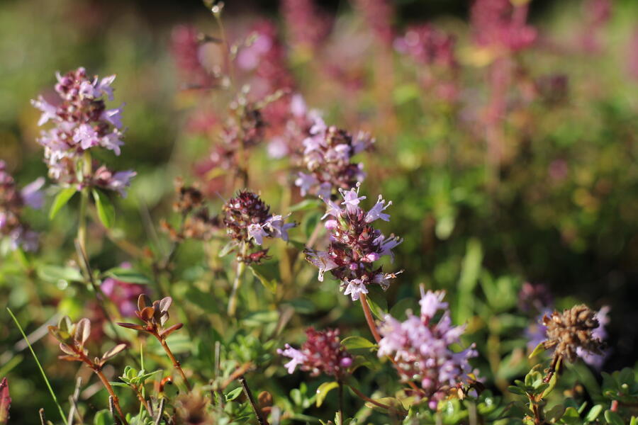 Bylinkový záhon Bylinková zahrádka - Bylinková zahrádka