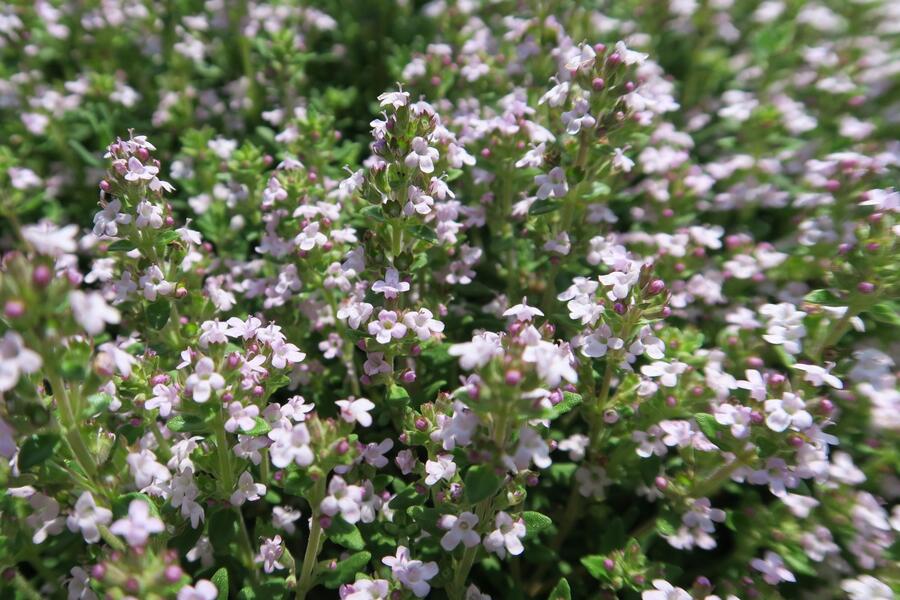 Bylinkový záhon Bylinková zahrádka - Bylinková zahrádka