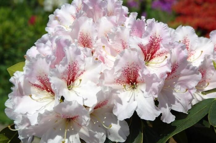 Pěnišník 'Koda' - Rhododendron 'Koda'