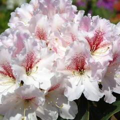 Pěnišník 'Koda' - Rhododendron 'Koda'