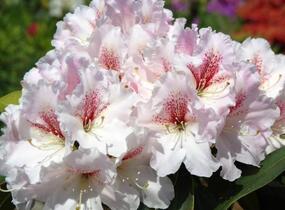 Pěnišník 'Koda' - Rhododendron 'Koda'