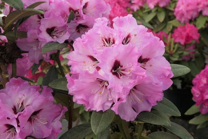 Pěnišník 'Karlštejn' - Rhododendron 'Karlštejn'