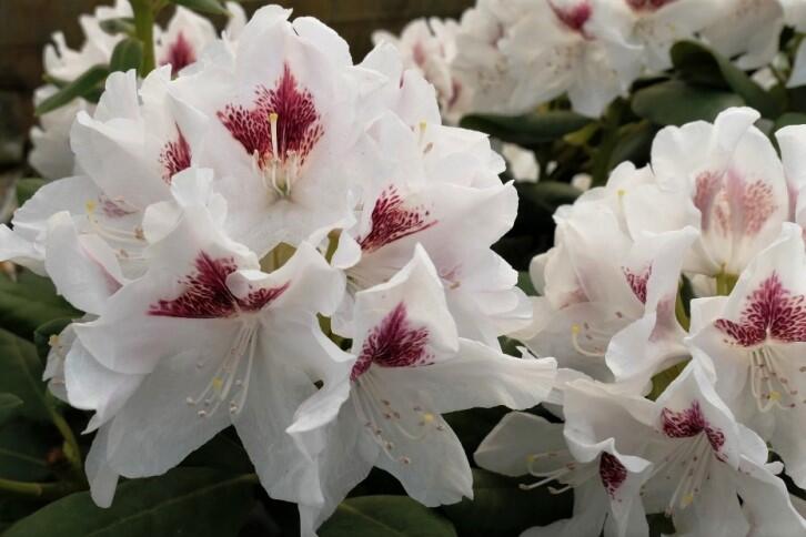 Pěnišník 'Schneeauge' - Rhododendron (T) 'Schneeauge'