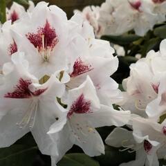 Pěnišník 'Schneeauge' - Rhododendron (T) 'Schneeauge'
