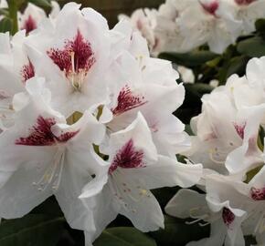 Pěnišník 'Schneeauge' - Rhododendron (T) 'Schneeauge'