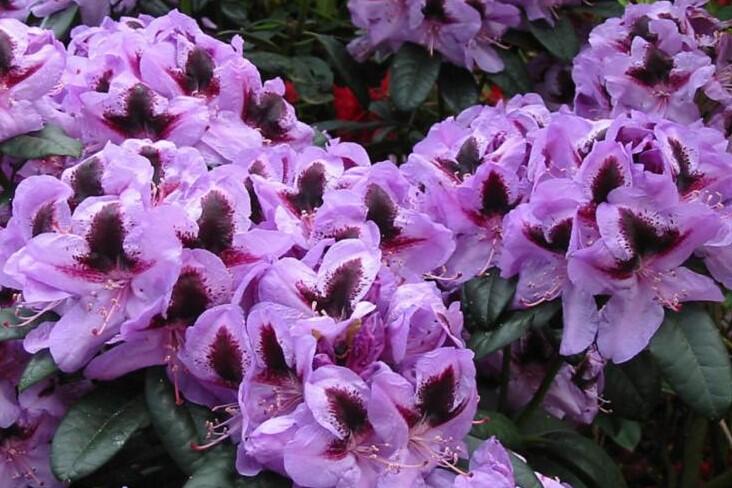 Pěnišník 'Metallica' - Rhododendron (T) 'Metallica'