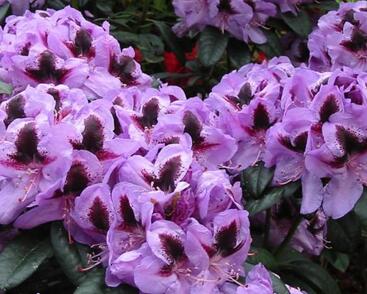 Pěnišník 'Metallica'