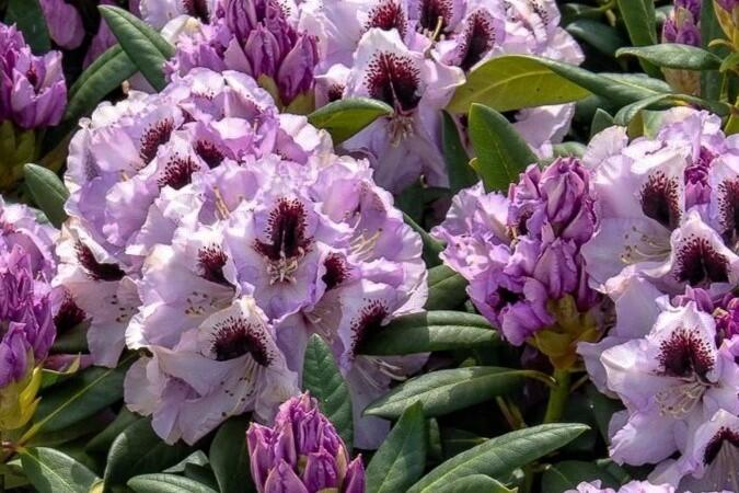 Pěnišník 'Pinguin' - Rhododendron (T) 'Pinguin'