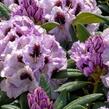 Pěnišník 'Pinguin' - Rhododendron (T) 'Pinguin'