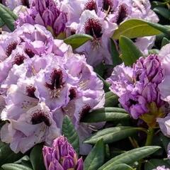 Pěnišník 'Pinguin' - Rhododendron (T) 'Pinguin'