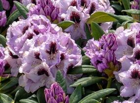Pěnišník 'Pinguin' - Rhododendron (T) 'Pinguin'