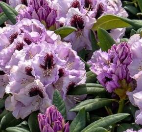 Pěnišník 'Pinguin' - Rhododendron (T) 'Pinguin'