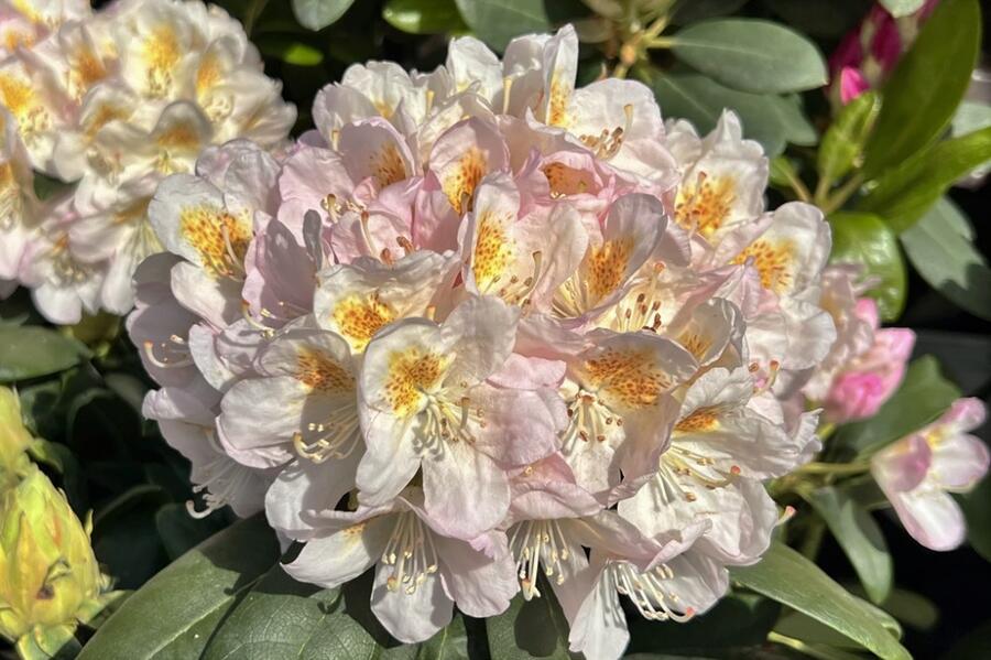 Pěnišník 'Pernilla' - Rhododendron (T) 'Pernilla'