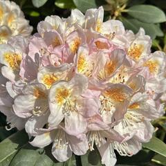 Pěnišník 'Pernilla' - Rhododendron (T) 'Pernilla'