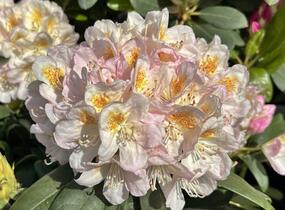 Pěnišník 'Pernilla' - Rhododendron (T) 'Pernilla'