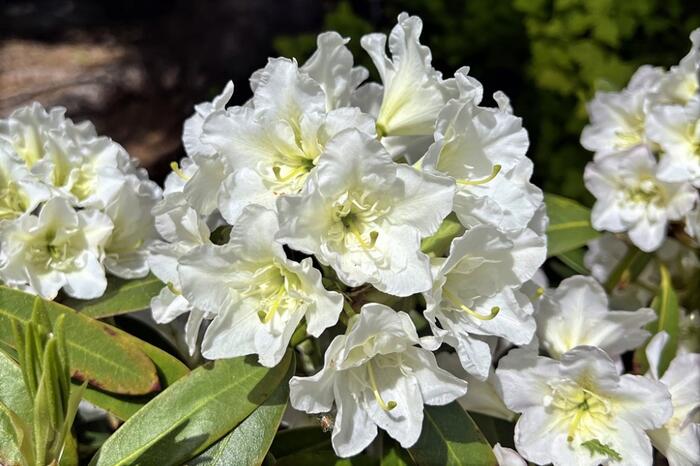 Pěnišník 'Lumotar' - Rhododendron (T) 'Lumotar'