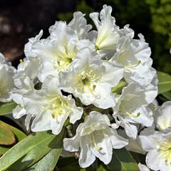 Pěnišník 'Lumotar' - Rhododendron (T) 'Lumotar'