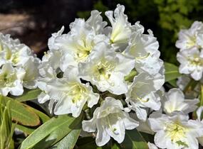 Pěnišník 'Lumotar' - Rhododendron (T) 'Lumotar'