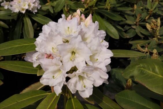 Pěnišník 'Lumotar' - Rhododendron (T) 'Lumotar'