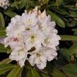 Pěnišník 'Lumotar' - Rhododendron (T) 'Lumotar'