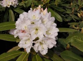 Pěnišník 'Lumotar' - Rhododendron (T) 'Lumotar'
