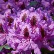 Pěnišník  (T) 'Peter Alan' - Rhododendron (T) 'Peter Alan'